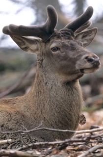 Red deer (Cervus elaphus) portrait, growing velvet antlers, Allgäu, Bavaria, Germany, Allgäu,