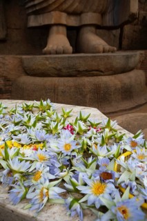 Lotus blossoms as offerings, behind the feet of the Avukana Buddha statue, Central Province, Sri