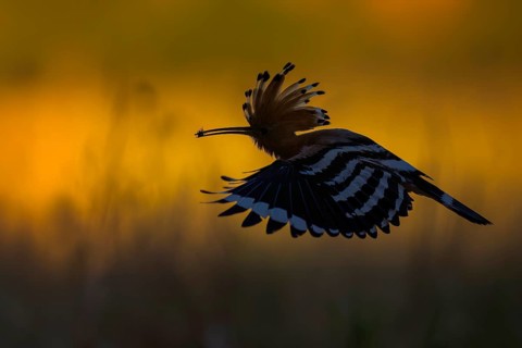 Hoopoe (Upupa epops) Bird of the Year 2022, with beetle as prey for the young bird, erect cap,