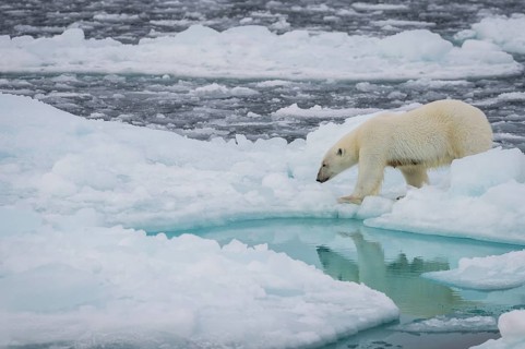 Polar bear (Ursus maritimus) on the pack ice at 82 degrees north reflected in the water, Svalbard