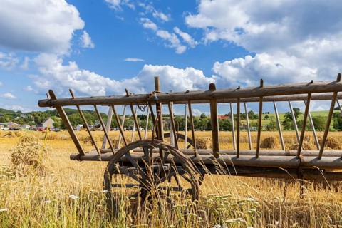 The Cunnersdorf village association presented historical harvesting techniques in agriculture,
