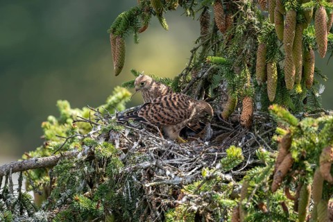 Common kestrel (Falco tinnunculus), young bird not yet able to fly in the nest, eating a mouse,
