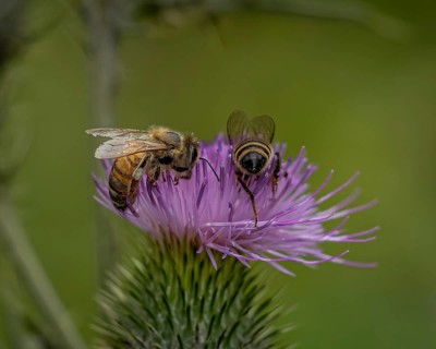 Plant, flower, thistle, thistle, Cirsium, insect, bee, honeybee, Apis mellifera, nature, summer