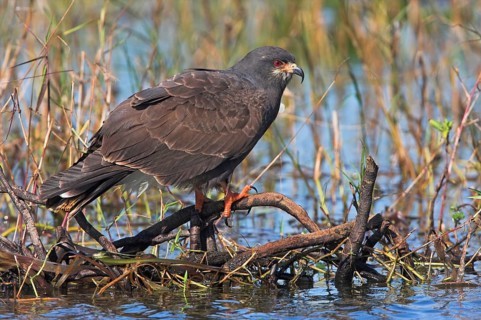 Snail kite (Rostrhamus sociabilis), Lake Kissimmee, Osceola County, Florida, USA, North America