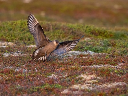 Arctic Skua (Stercorarius parasiticus), dark morph adult in flight landing in breeding territory in