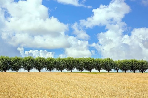 Row of white willows (Salix alba) trees lining road along wheat field on a cloudy day in summer