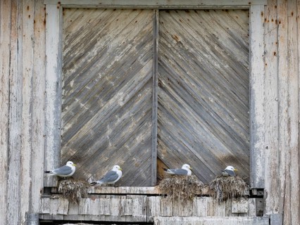 Black-legged kittiwake (Rissa tridactyla), breeding birds on nests, built on fishing harbour