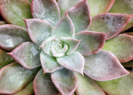 Beautiful succulent plant in greenhouse. Closeup, floral patterns, selective focus