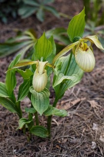 Beautiful orchids of different colors on green background in the garden. Lady's-slipper hybrids.