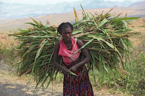 South Ethiopia, farmer's woman, woman of the Konso tribe, Konso woman carrying bundles of maize on