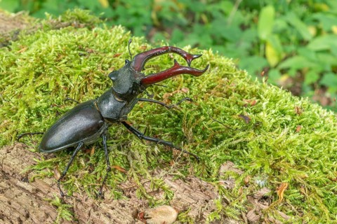 Male Raven Kite (Lucanus cervus) on the trunk of a dead tree in the forest in spring. Bas Rhin
