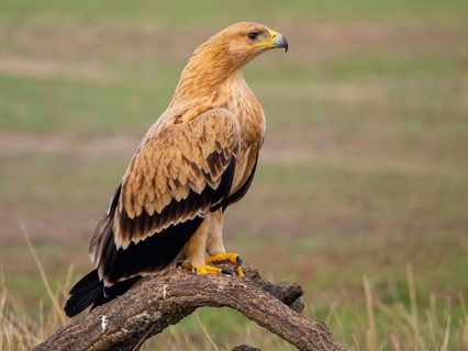 Spanish imperial eagle (Aquila adalberti), El Millaron Imperial Eagle Hid, Salorino, Extremadura