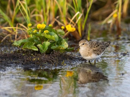 Temminck's Stint (Calidris temminckii), foraging at edge of stream, Finnmark, Norway, Europe