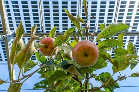 Agri-photovoltaic test plant, an apple tree plantation with two different systems of PV modules was