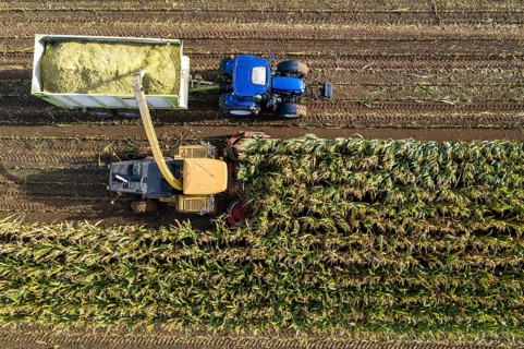 Maize harvest, combine harvester, chopper works its way through a maize field, the silage is pumped