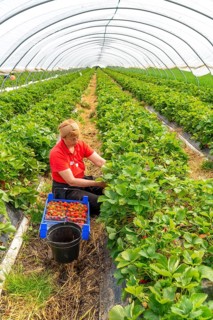 Harvesting strawberries, harvest helper, strawberry cultivation in the open field, under a foil