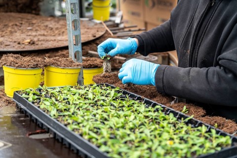 Horticultural business, greenhouse, young plants are potted, the potting soil is filled into the