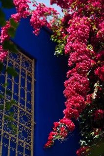 Majorelle Garden, botany, bougainvillea, flora, plant, botany, flower, tropical, climate,