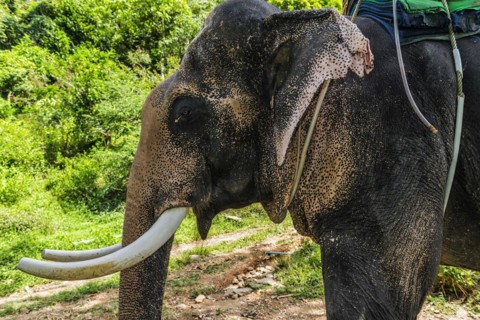 Asian elephant (Elephas maximus), Thai, Thai, Asian, trunk, animal, mammal, animal park, ivory,