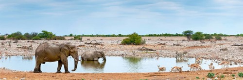 Elephants (Loxodonta africana), plains zebras (Equus quagga) and springbok antelopes (antidorcas),