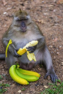 Monkey with banana in temple Wat Sok Tham, macaque, mammal, gazing, gazing, wild, free-living,