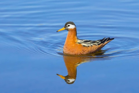 Red phalarope, grey phalarope (Phalaropus fulicarius, Tringa fulicaria) female in breeding plumage