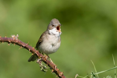 Whitethroat, (Sylvia communis), Austria, Europe