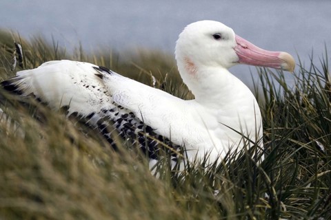 Breeding albatross, Wandering albatross, (Diomedea exulans), Antarctica, Antarctica