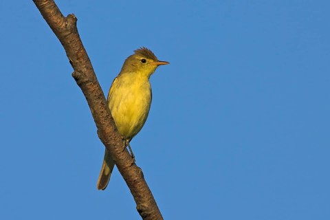 Yellow warbler, (Hippolais icterina), Hypolaïs ictérine, Zarcero Icterino, Offstein sewage ponds,