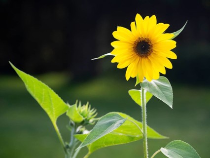 Sunflower (Helianthus annuus), single yellow sunflower blossom with green leaves, in garden, Hesse,