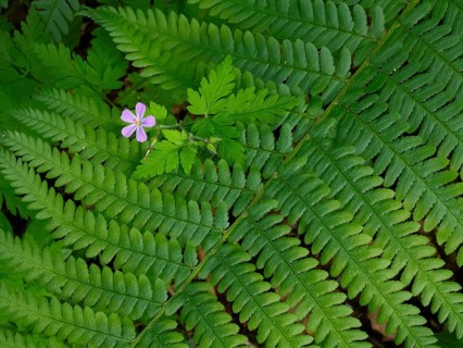 Male fern (Dryopteris filix-mas), single frond with Wood Cranesbill (Geranium sylvaticum) growing