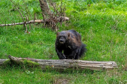 Wolverine, glutton, carcajou (Gulo gulo) running in grassland, native to Scandinavia, western
