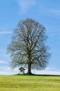 Large lime tree watches over a Helgenstöckli near Wittenbach, Canton St. Gallen, Switzerland,