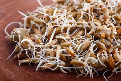 Heap of germinated rye on brown wooden background, close up, side view