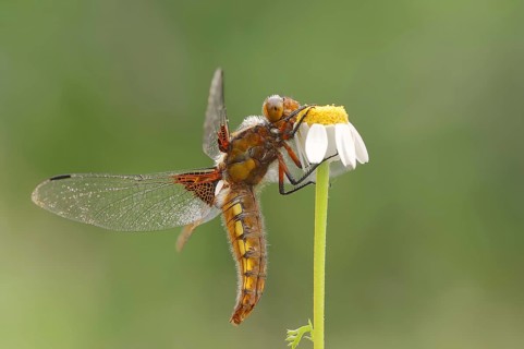 Broad-bodied chaser (Libellula depressa), female, Provence, Southern France
