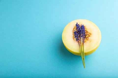 Sliced ripe yellow melon and hyacinth flowers on blue pastel background. Side view, copy space.