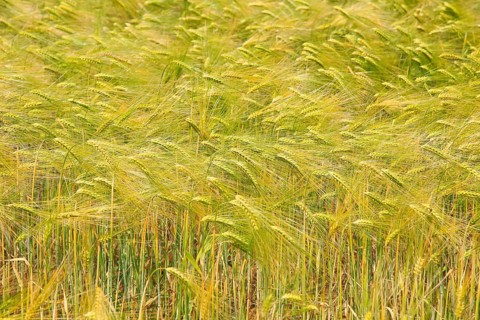 Crop of barley growing in field, Shottisham, Suffolk Sandlings, England, UK