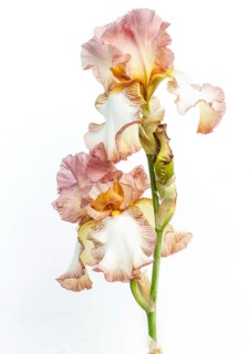 Beautiful multicolored iris flower isolated in white. Close up