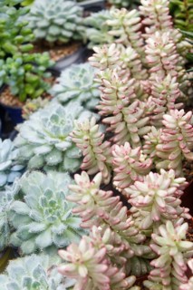 Various types of succulent in flower pots in the greenhouse. Closeup, selective focus