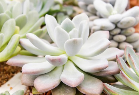 Beautiful succulent plant in greenhouse. Closeup, floral patterns, selective focus