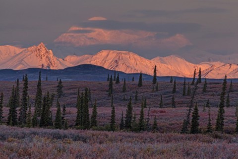 Mount Denali and Alaska Range in the morning light, alpenglow, autumn, tundra, Denali National