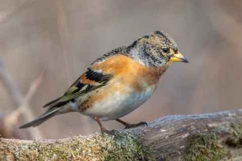 Brambling (Fringilla montifringilla) sitting in the forest. Bas Rhin, Alsace, France, Europe