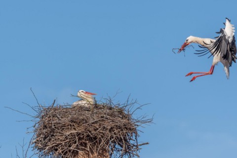 Pair of white stork (ciconia ciconia) building their nest in spring. Bas Rhin, Alsace, France,