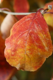 Kousa dogwood (Cornus kousa), single red leaf, North Rhine-Westphalia, Germany, Europe