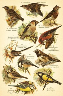 Eurasian skylark (Alauda arvensis), Woodlark (Lullula arborea), Crested Lark (Galerida cristata),
