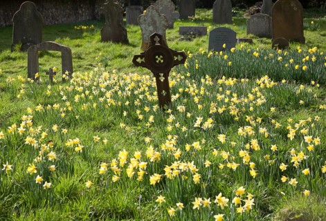 Daffodils in flower around graves in a churchyard, Shottisham, Suffolk, England, United Kingdom,