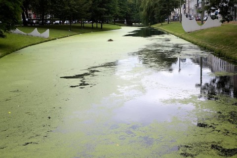 Eutrophication of water in a canal central Rotterdam, Netherlands