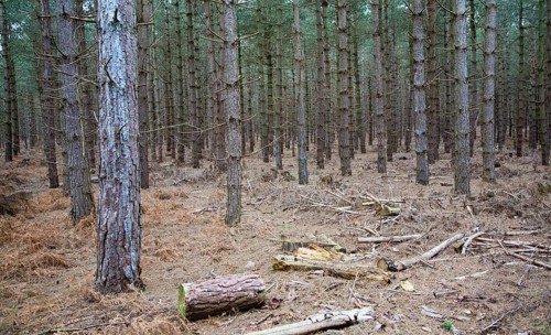 Conifer trees in Rendlesham Forest, Suffolk, England, United Kingdom, Europe
