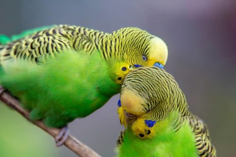 Close-up of two budgies that obviously like each other