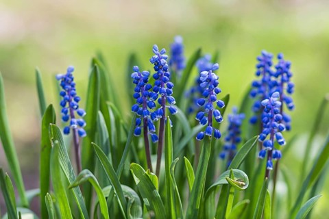 Blooming hyacinth in the botanical garden in spring